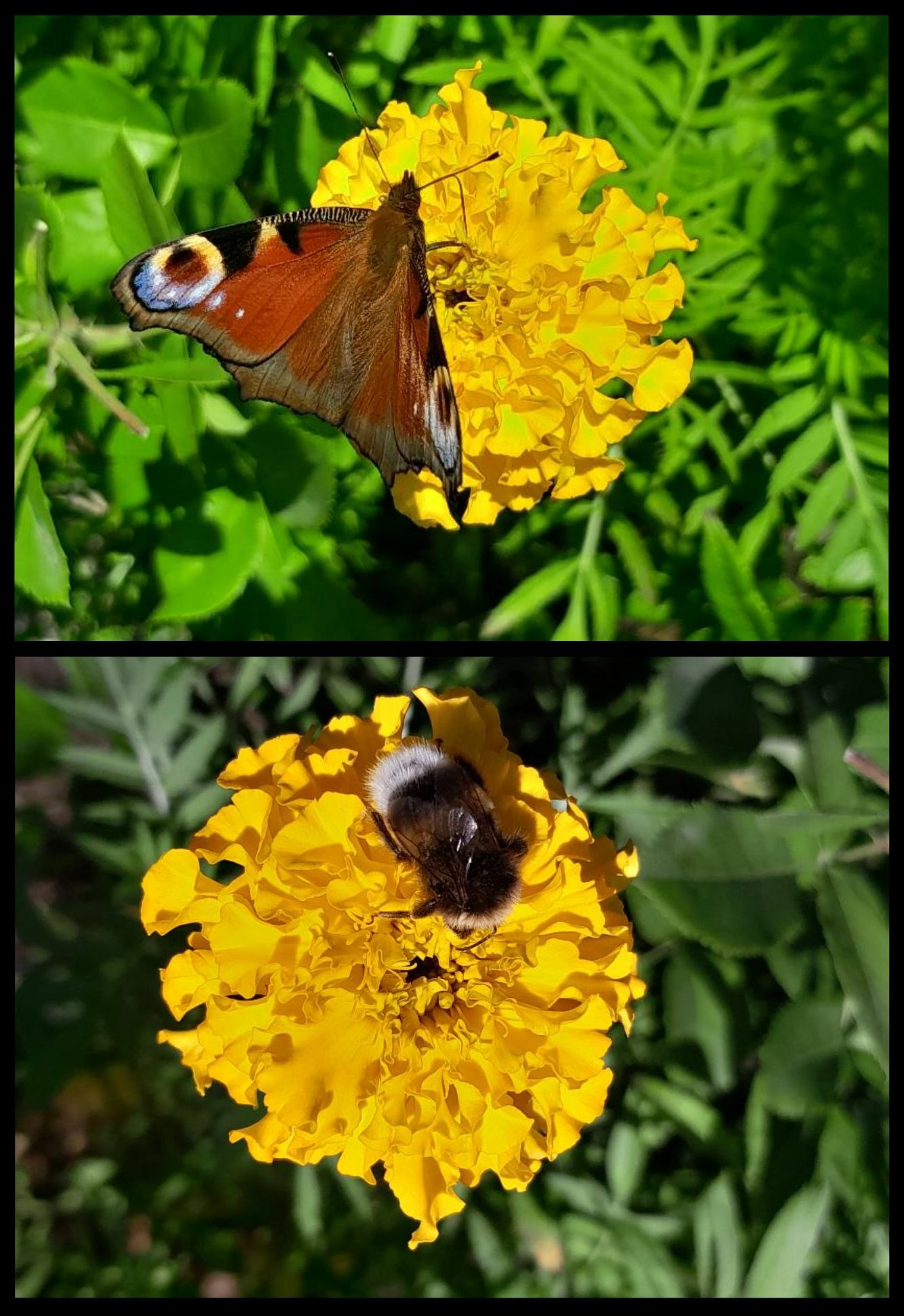 Żółta rabata: aksamitki, motyl, trzmiel