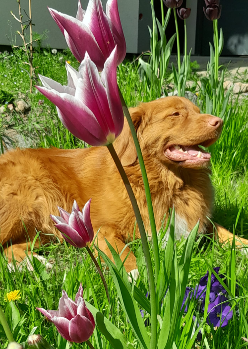 Tulipany, pies