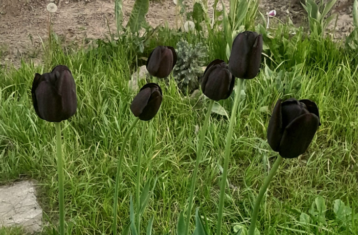 Czarne tulipany i pies w ogrodzie