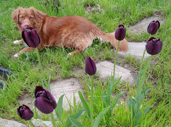Tulipany i pies w ogrodzie