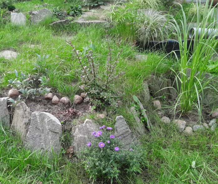 Zieleń, gnejs, urządzenie małego ogrodu, ogród japoński, kompozycja roślinna